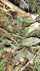 Apteranthes europaea judaica