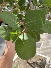 Coccoloba × hybrida
