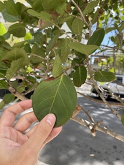 Coccoloba × hybrida
