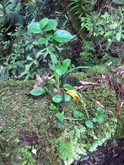 Griselinia littoralis