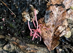 Clavaria rosea