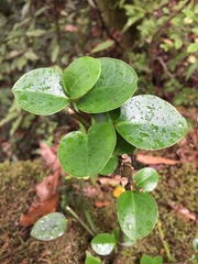 Griselinia littoralis