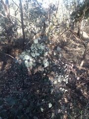 Eucalyptus albens