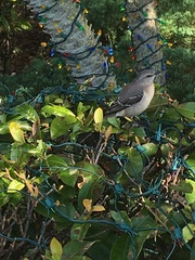 Mimus polyglottos image