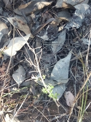 Gonocarpus elatus