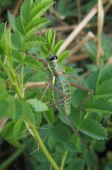 Ephippiger diurnus diurnus