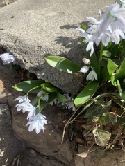 Scilla mischtschenkoana