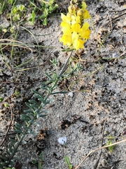 Linaria polygalifolia