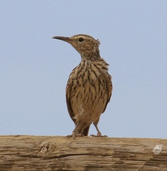 Certhilauda curvirostris brevirostris