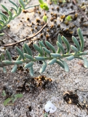 Linaria polygalifolia