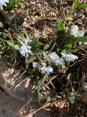 Scilla mischtschenkoana