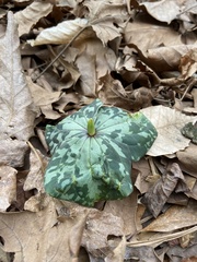 Trillium cuneatum