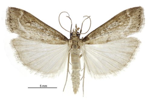 Eudonia octophora photo 3