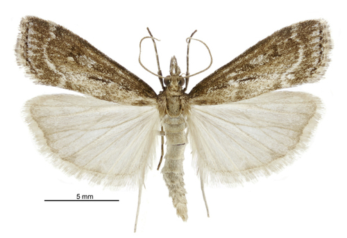 Eudonia octophora photo 4