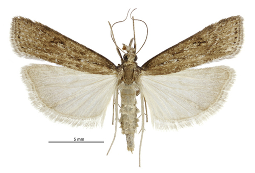 Eudonia octophora photo 5