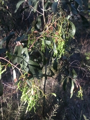 Acacia pycnantha
