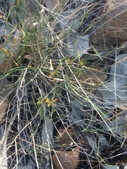 Tricoryne elatior