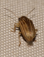 Colaspis pini