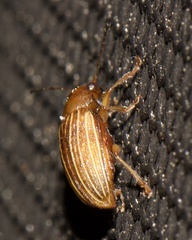 Colaspis pini