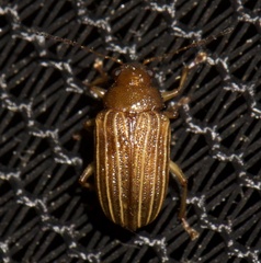 Colaspis pini