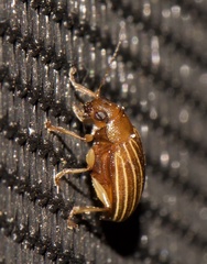 Colaspis pini