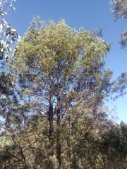 Callitris glaucophylla