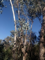 Eucalyptus albens