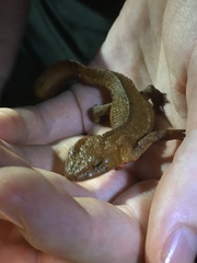 Paramesotriton hongkongensis
