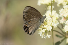 Coenonympha haydenii