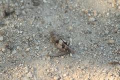 Oedipoda charpentieri