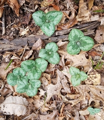 Trillium decumbens