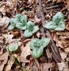 Trillium decumbens