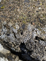 Myriolecis semipallida