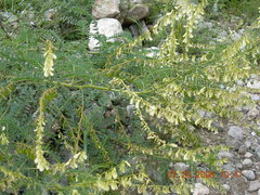 Astragalus galegiformis