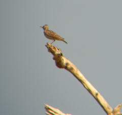 Galerida modesta