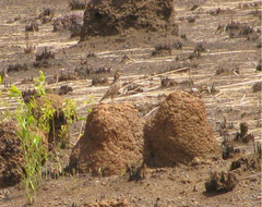 Galerida modesta