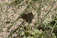 Coenonympha haydenii
