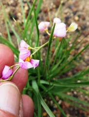 Ixia scillaris