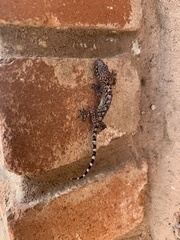 Hemidactylus turcicus