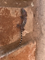 Hemidactylus turcicus