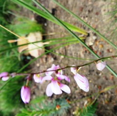 Ixia scillaris