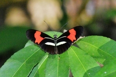 Heliconius erato phyllis