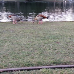 Alopochen aegyptiaca