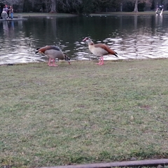 Alopochen aegyptiaca