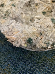 Trichoderma harzianum