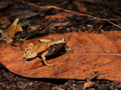 Hamptophryne boliviana