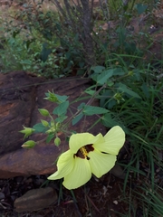 Hibiscus engleri