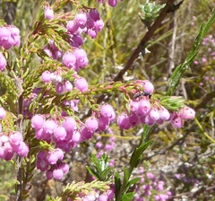 Erica mollis