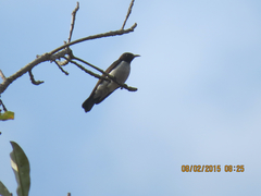 Anthreptes longuemarei