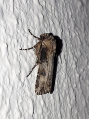 Agrotis catalaunensis
